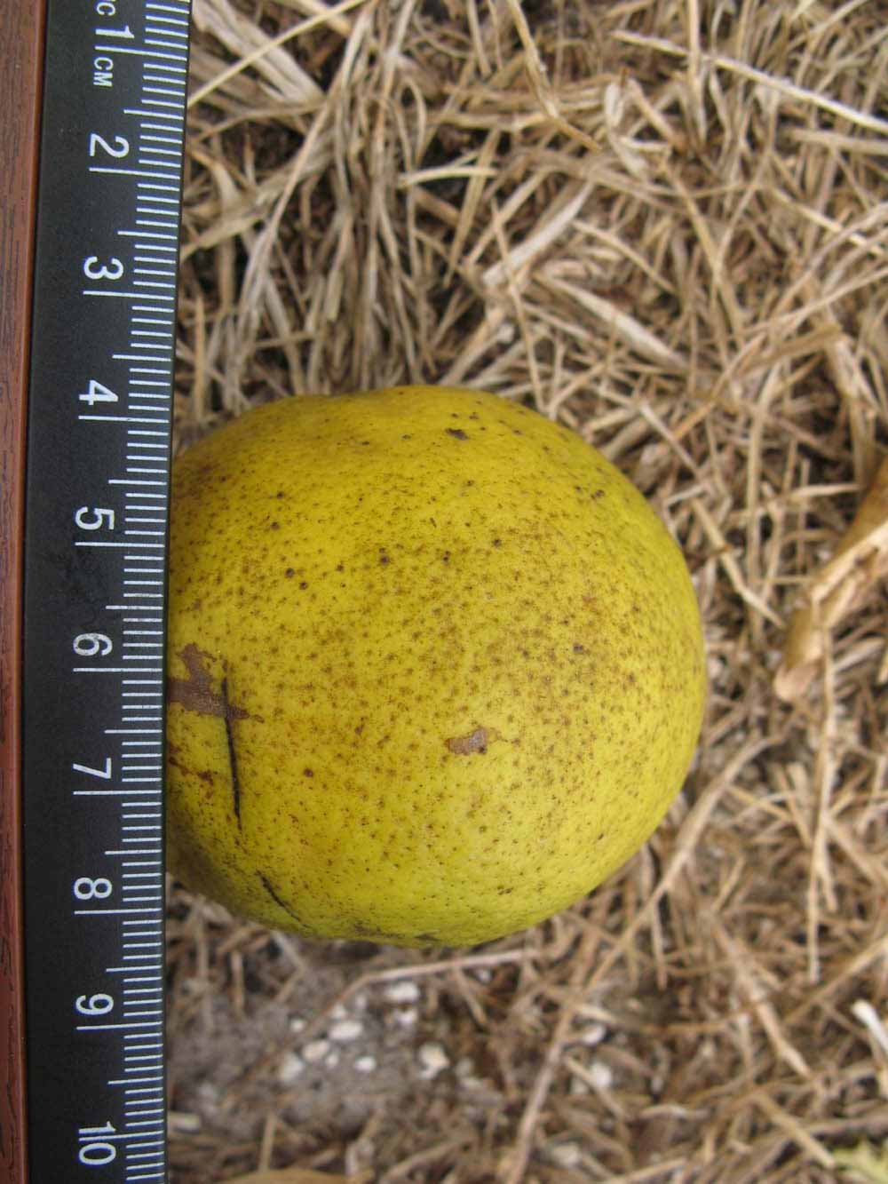              Fruit (Winter Haven, FL)       